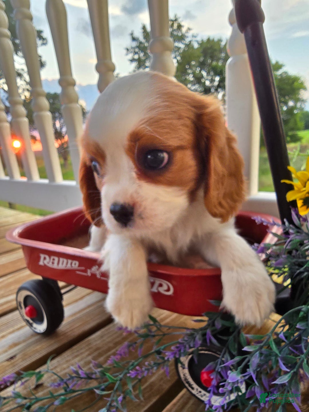 Cavalier King Charles Spaniel dogs for sale: Drake small Blenheim colored male - Image 5
