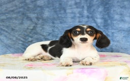Miniature Dachshund dogs for sale: Scott - Image 3