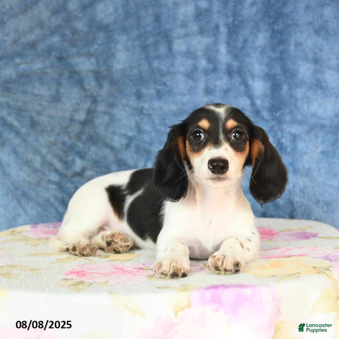 Miniature Dachshund dogs for sale: Scott - Image 3