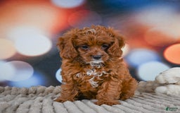 Cavapoo dogs for sale: Drover - Image 6