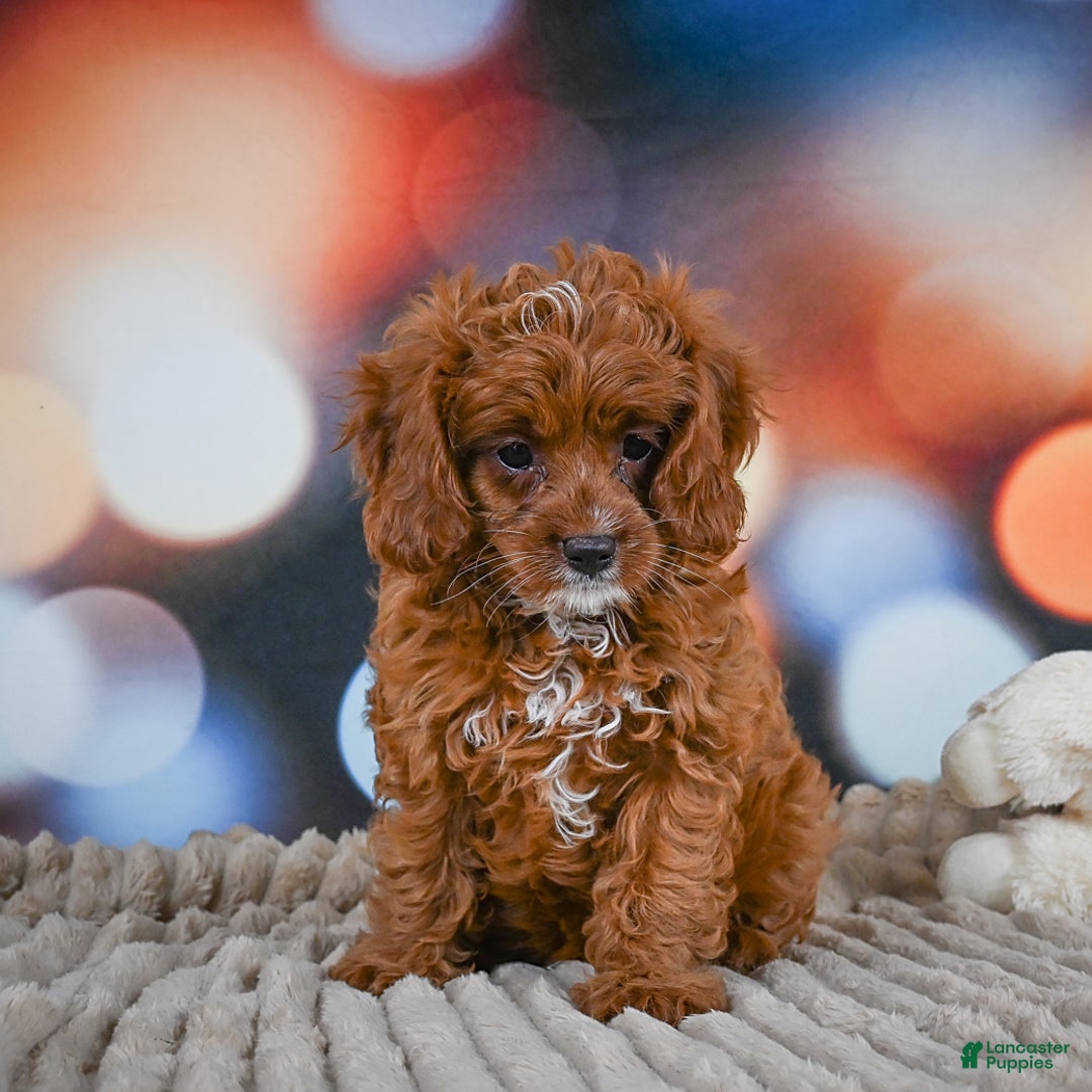 Cavapoo dogs for sale: Drover - Image 6