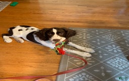 English Springer Spaniel dogs for sale: Sadie - Image 5