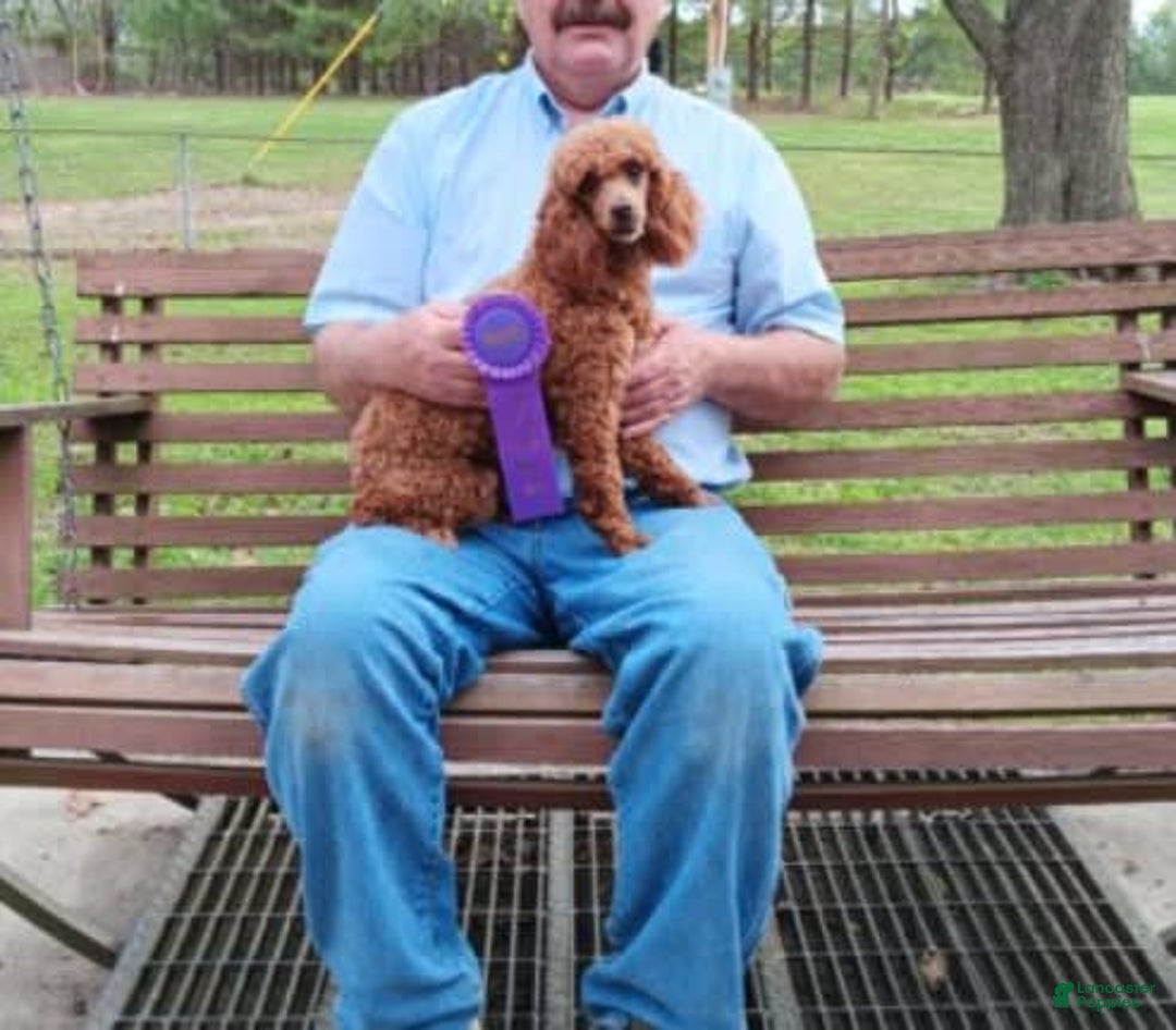 Cavapoo dogs for sale: Oliver - Image 9