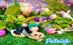 Yorkshire Terrier dogs for sale: Patrick Starr - Image 4