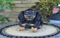 Miniature Dachshund dogs for sale: Liam - Image 3