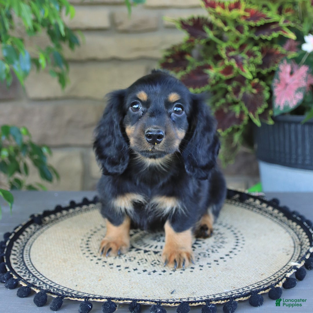 Miniature Dachshund dogs for sale: Liam - Image 3