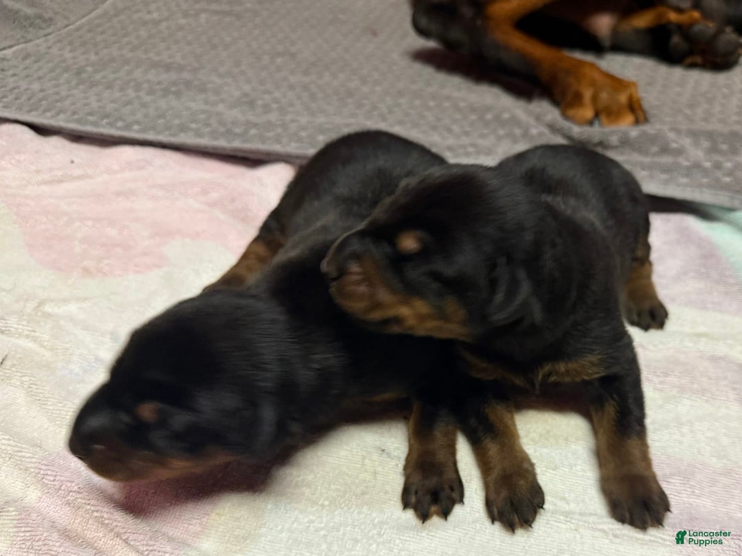 Doberman Pinscher dogs for sale: Male Puppy - Image 10