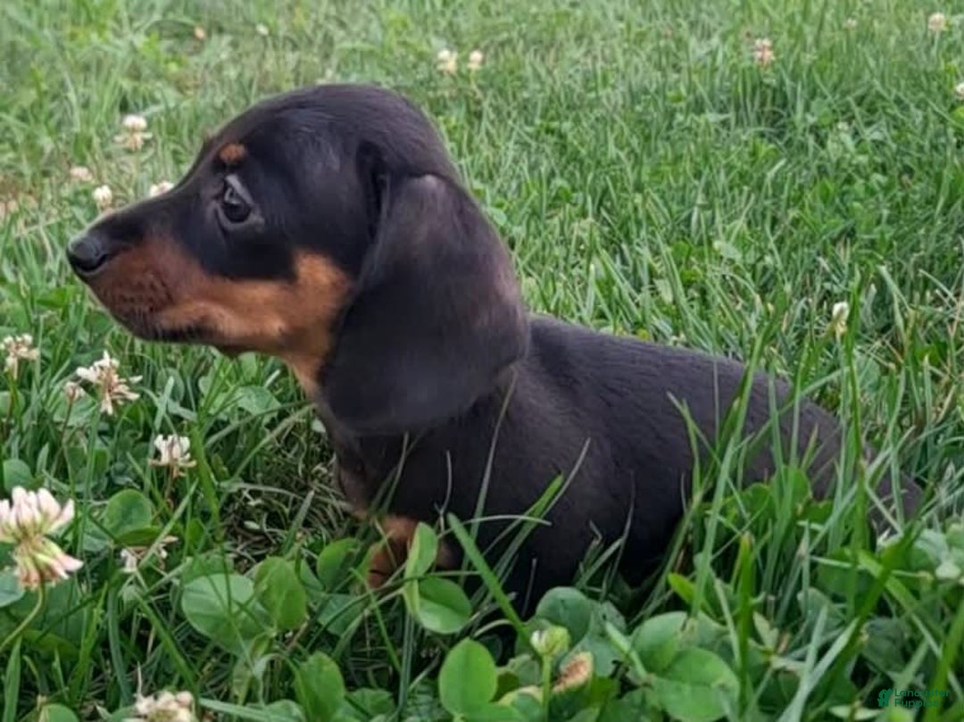 Miniature Dachshund dogs for sale: Davie - Image 3