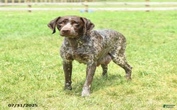 German Shorthaired Pointer dogs for sale: Awesome - Image 6