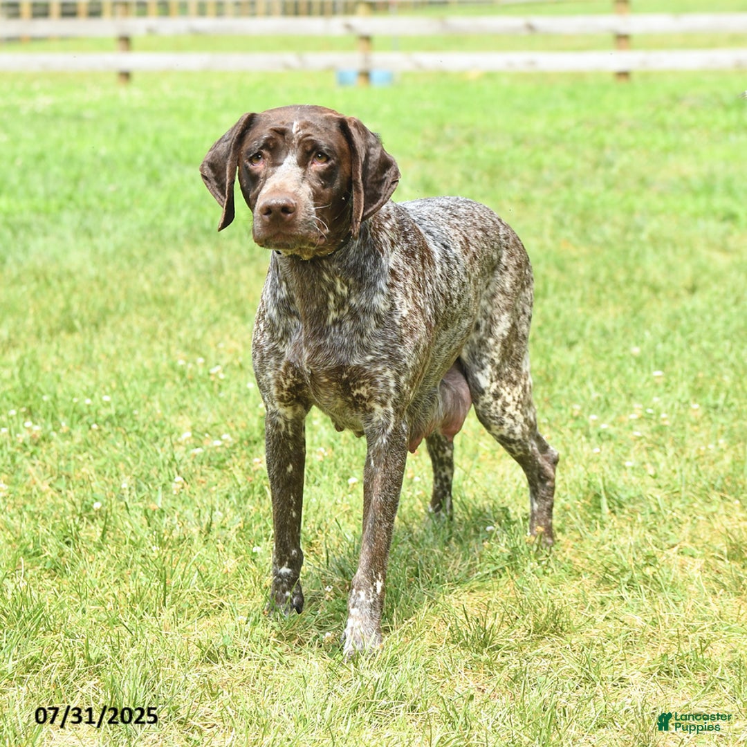 German Shorthaired Pointer dogs for sale: Awesome - Image 6