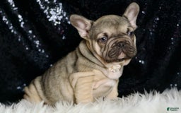 French Bulldog dogs for sale: Almond - Image 7