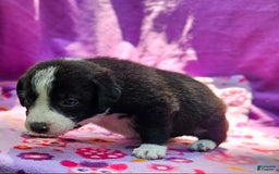 Border Collie dogs for sale: Coco - Image 7
