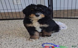 Mini Bernedoodle dogs for sale: Reef - Image 1