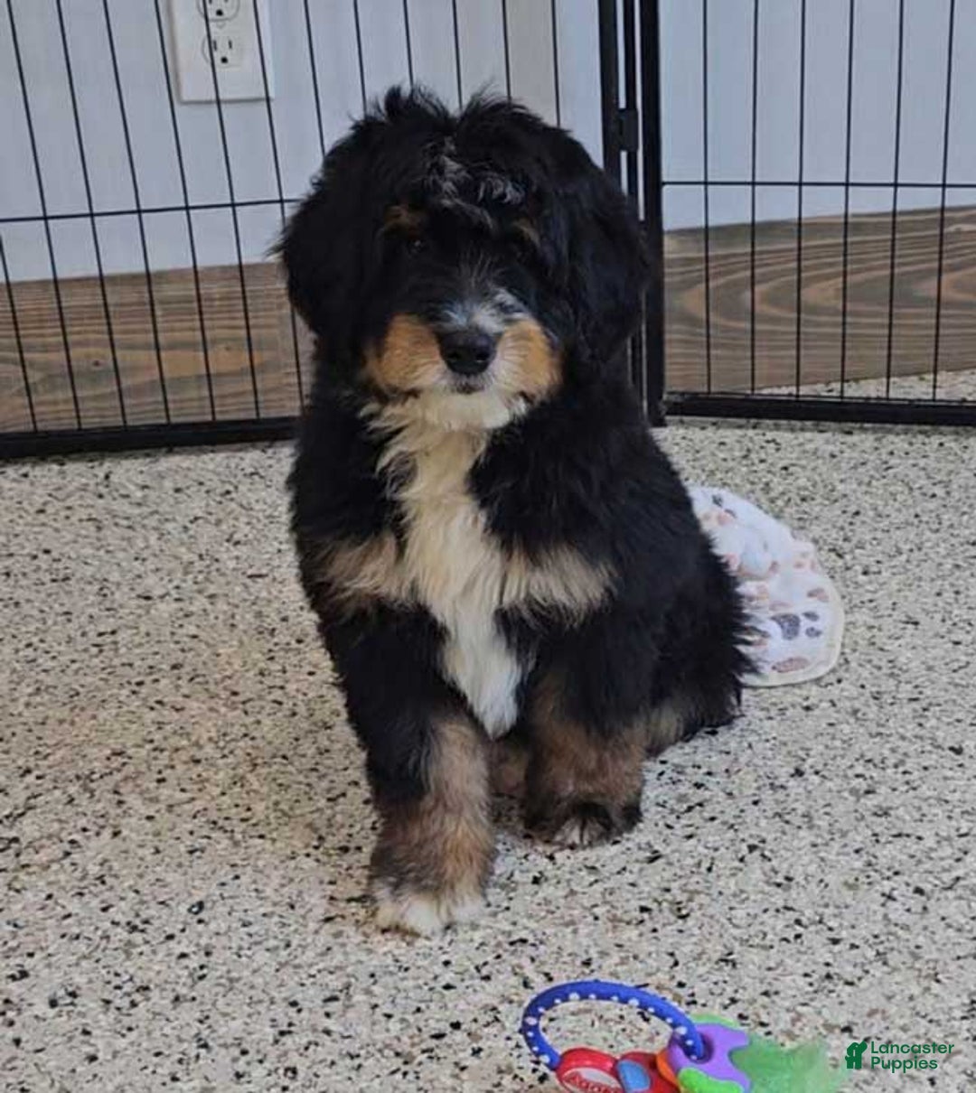Mini Bernedoodle dogs for sale: Reef - Image 1