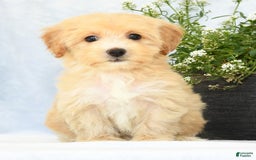 Havapoo dogs for sale: Maggie - Image 1
