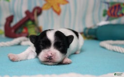 Morkie dogs for sale: Macchiato - Image 9