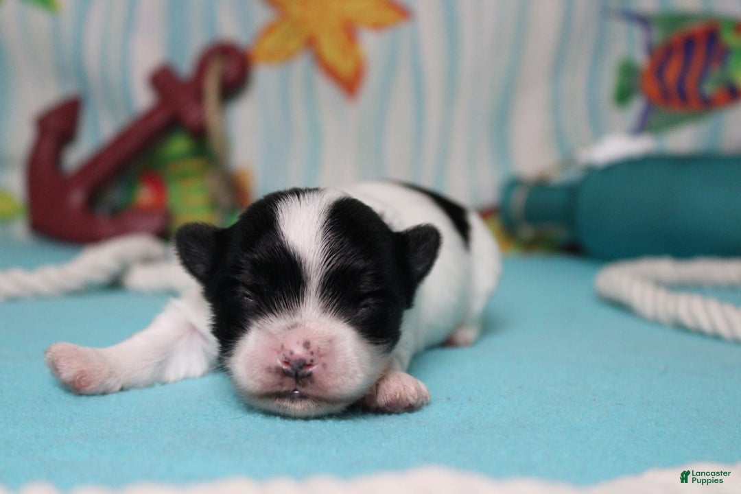 Morkie dogs for sale: Macchiato - Image 9