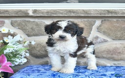 Goldendoodle dogs for sale: Salty - Image 2