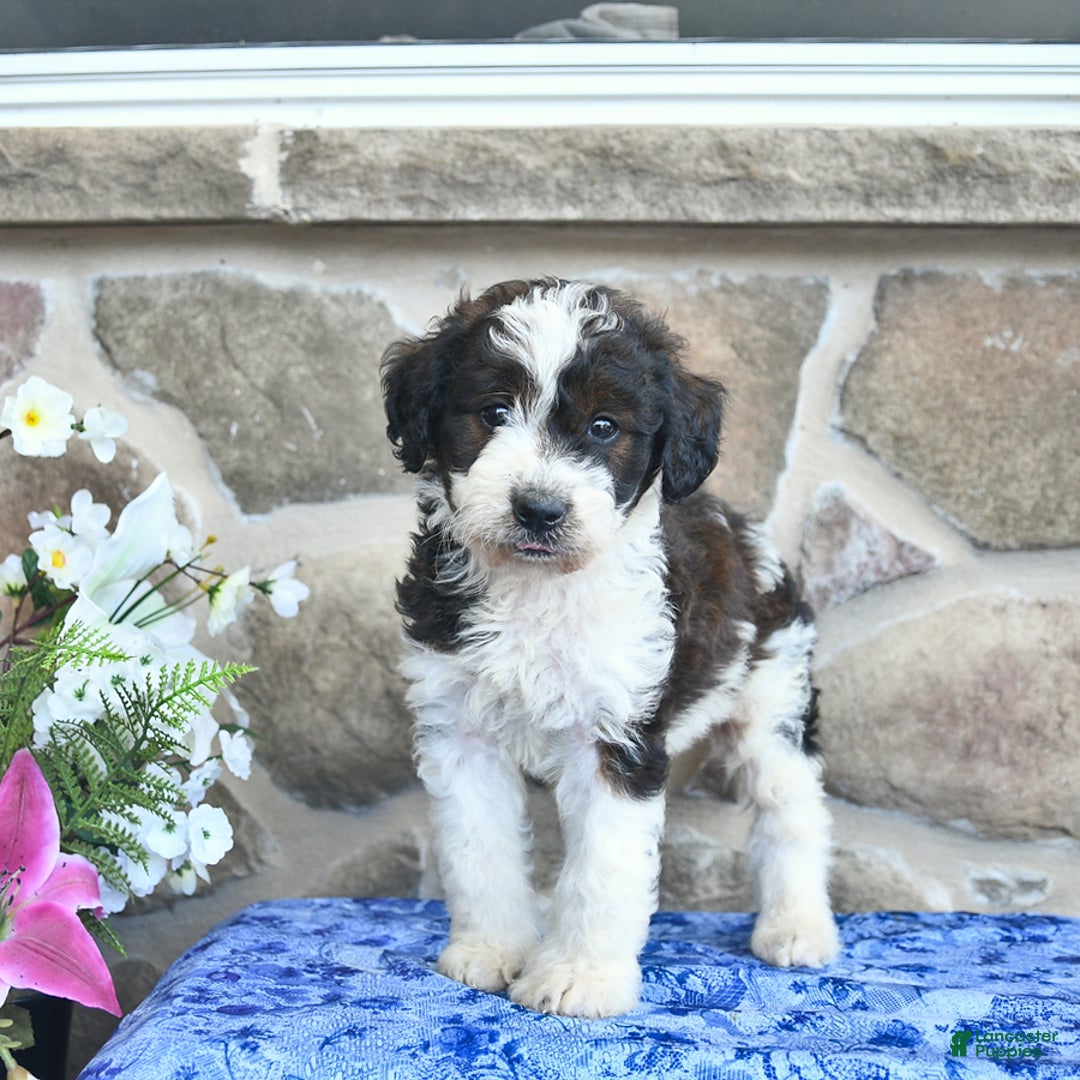 Goldendoodle dogs for sale: Salty - Image 2