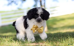 Miniature Poodle dogs for sale: Pepper - Image 12