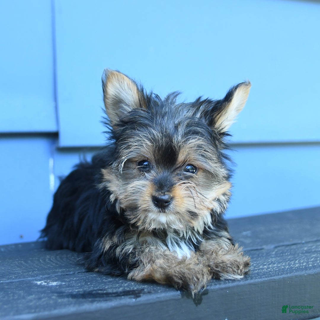 Yorkshire Terrier dogs for sale: Darcy - Image 8