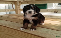 Bernedoodle dogs for sale: Addie - Image 10