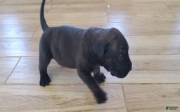 South African Boerboels dogs for sale: Biggie - Image 4
