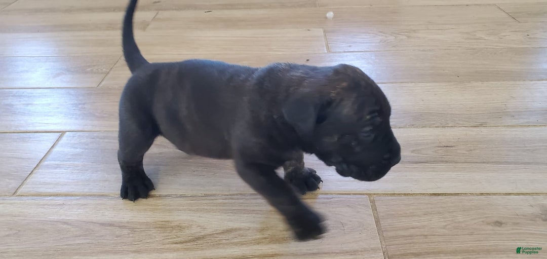 South African Boerboels dogs for sale: Biggie - Image 4