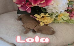 Toy Poodle dogs for sale: Lola - Image 2