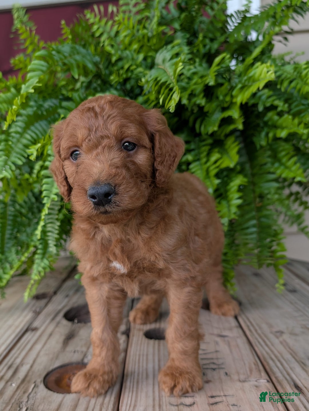 Goldendoodle dogs for sale: Dash - Image 21