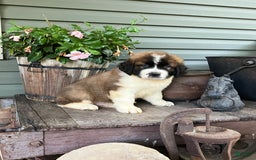 Saint Bernard dogs for sale: Buddy - Image 1