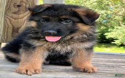 German Shepherd dogs for sale: Brown collar - Image 1