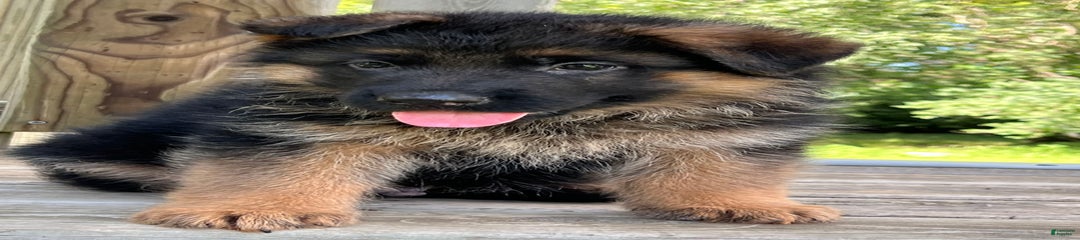 Brown collar