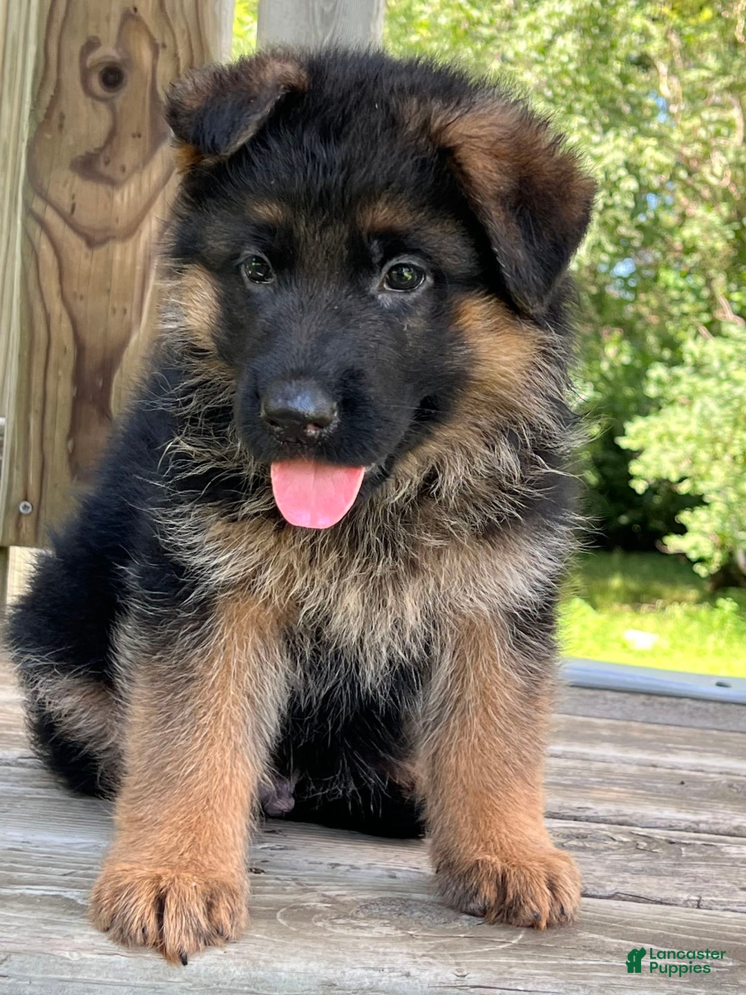 German Shepherd dogs for sale: Brown collar - Image 1