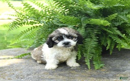 Cavachon dogs for sale: Ophelia - Image 1