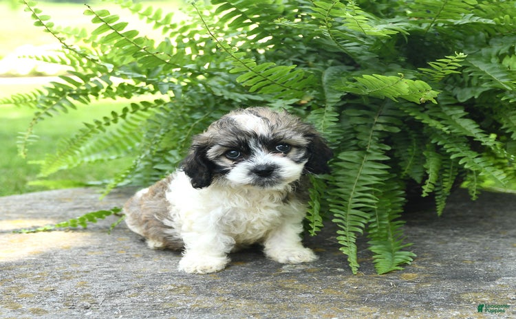 Cavachon dogs for sale - Ad 1
