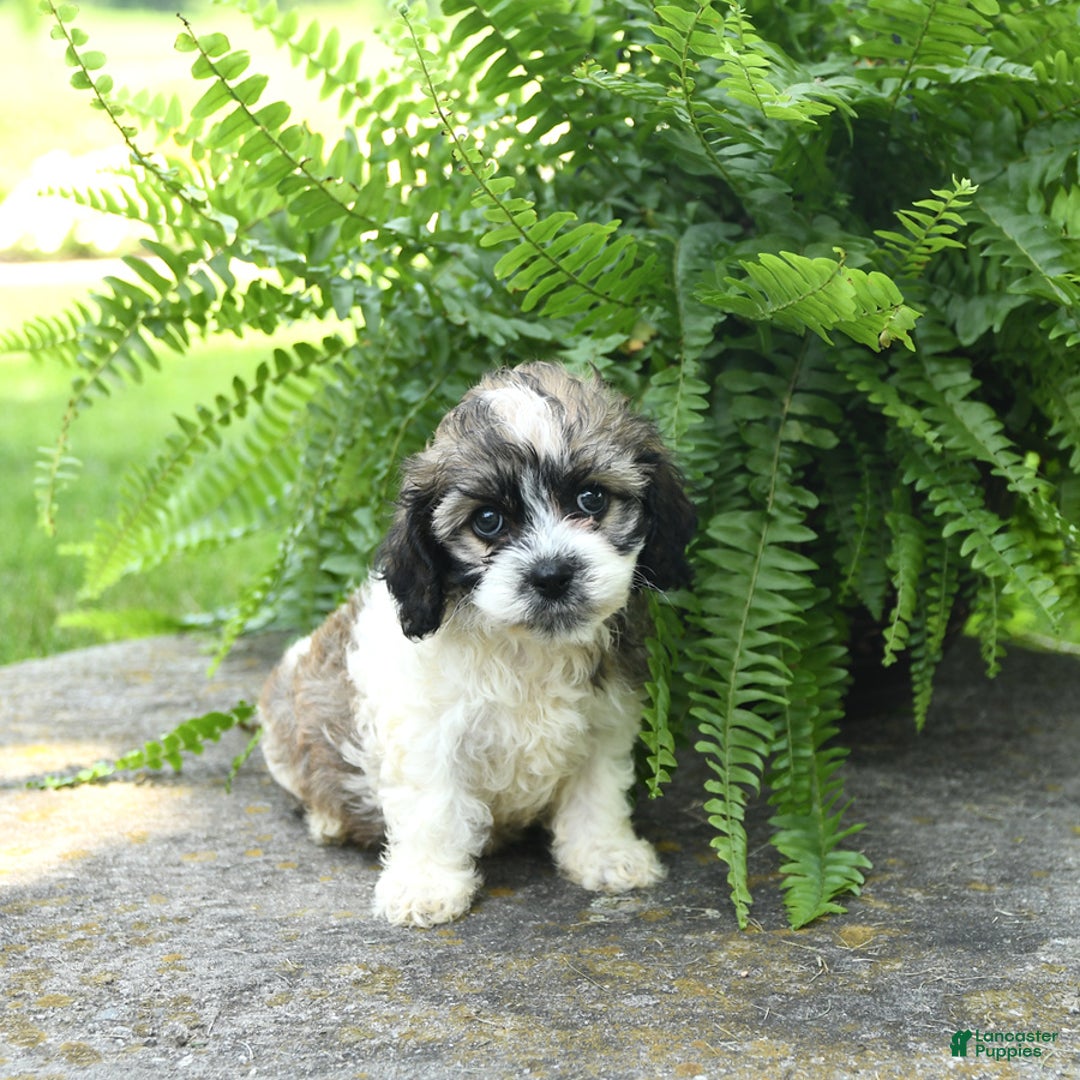 Cavachon dogs for sale: Ophelia - Image 1