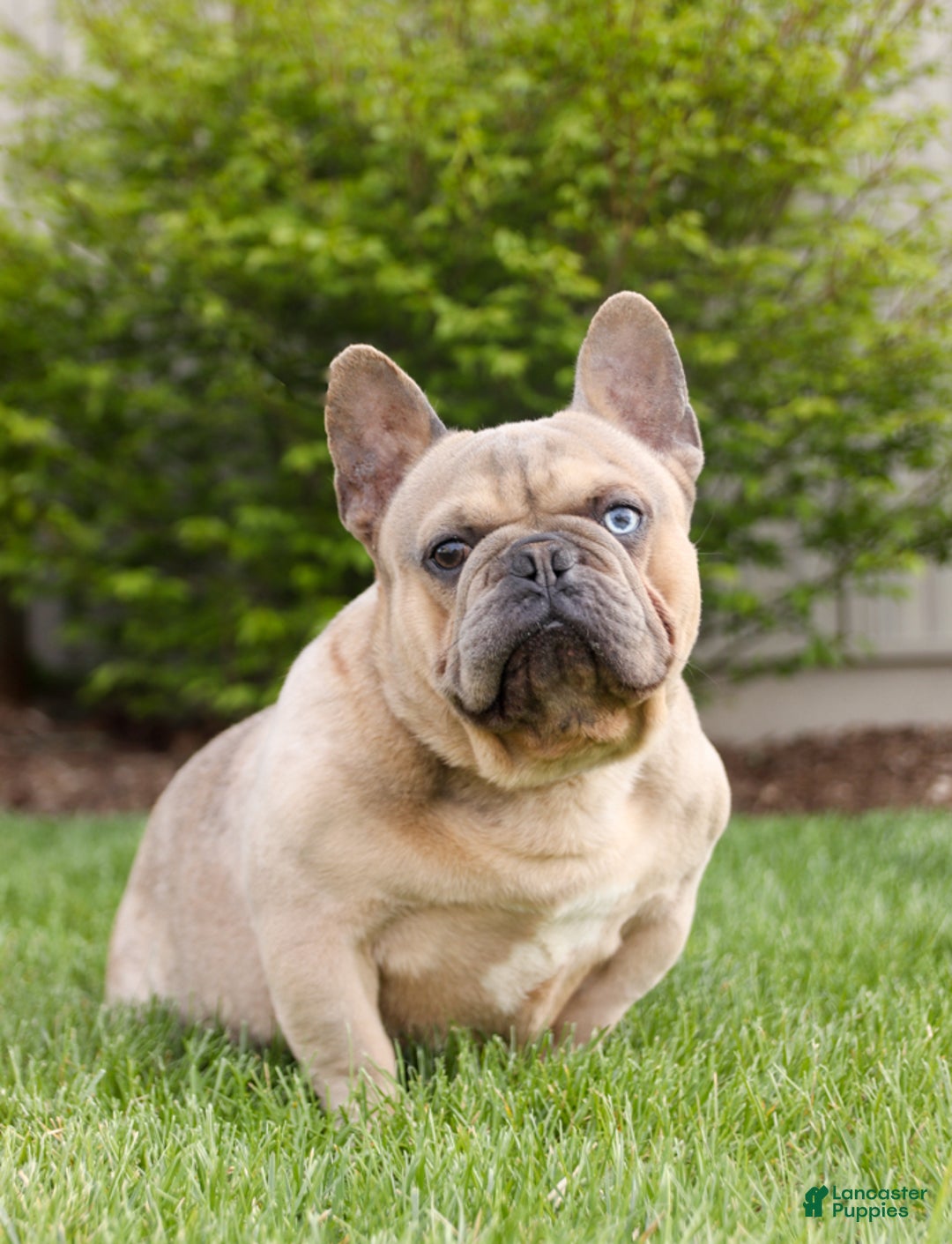 French Bulldog dogs for sale: Tammie - Image 7