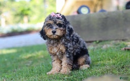 Cockapoo dogs for sale: Angela - Image 8