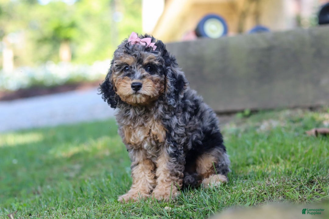 Cockapoo dogs for sale: Angela - Image 8