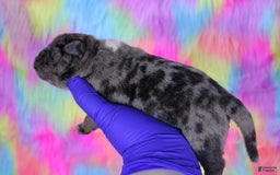 American Bully dogs for sale: Black Brindle Merle Male - Image 14