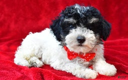 Miniature Poodle dogs for sale: Nicholas - Image 7
