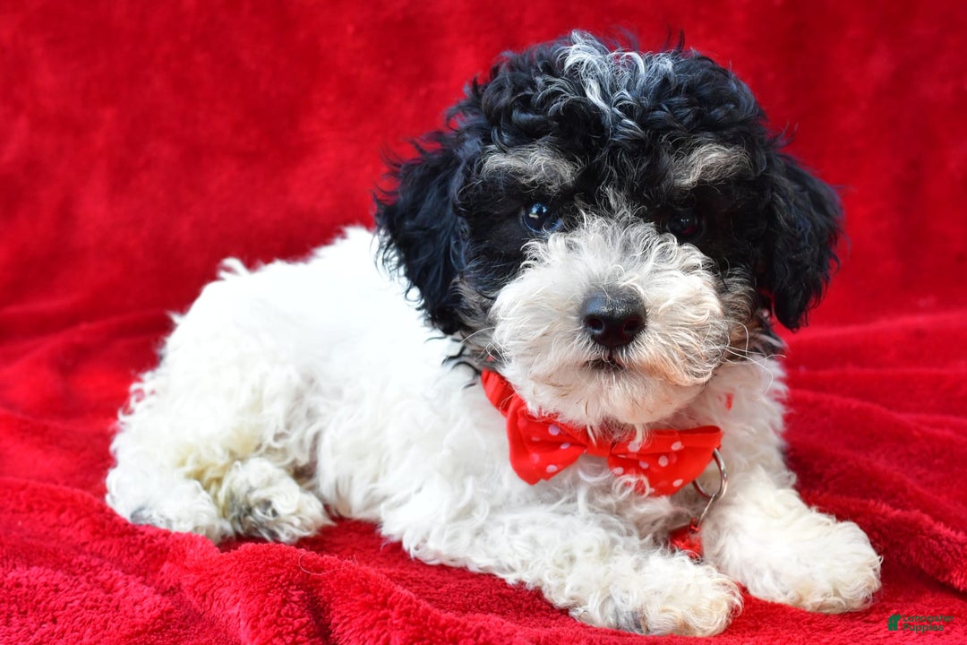 Miniature Poodle dogs for sale: Nicholas - Image 7