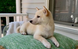 Shiba Inu dogs for sale: Snowball - Image 2