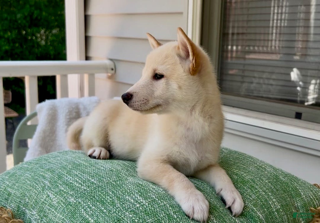 Shiba Inu dogs for sale: Snowball - Image 2