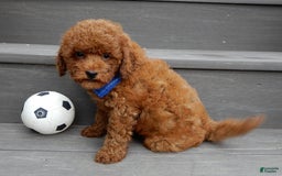 Cavapoo dogs for sale: Biscuit - Image 9