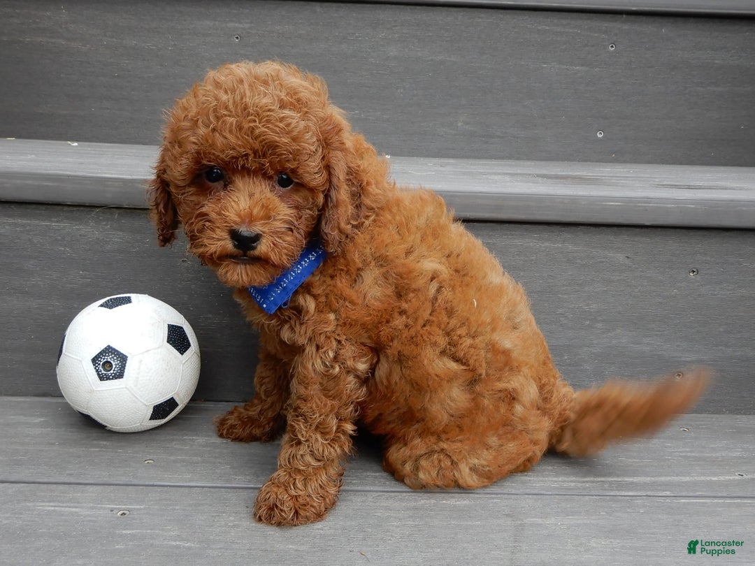 Cavapoo dogs for sale: Biscuit - Image 9