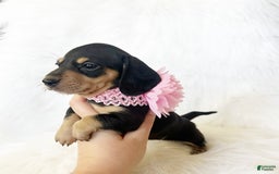Miniature Dachshund dogs for sale: Akc Lola - Image 4