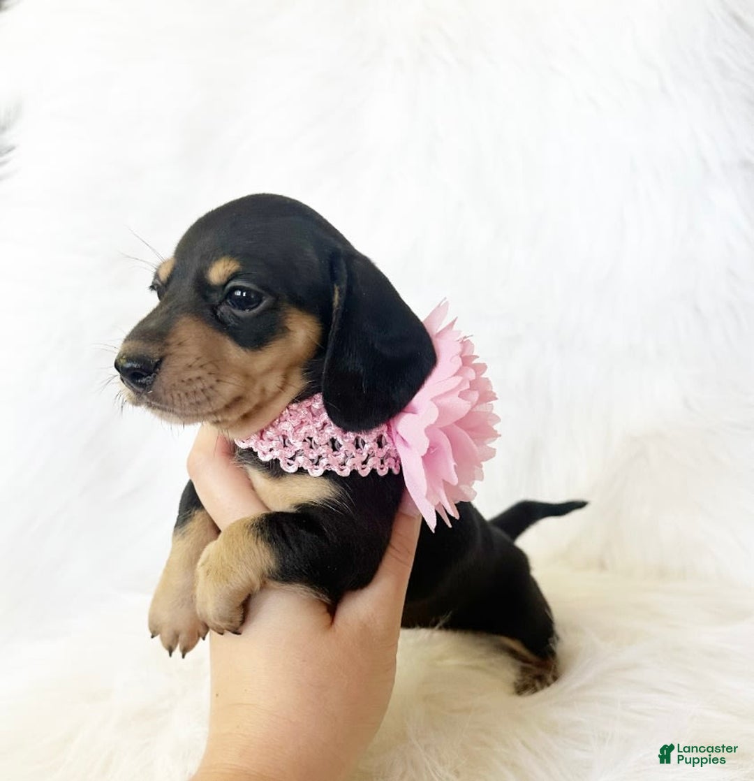 Miniature Dachshund dogs for sale: Akc Lola - Image 4