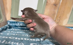 Chihuahua dogs for sale: Tobias Lavender Long Coat - Image 5